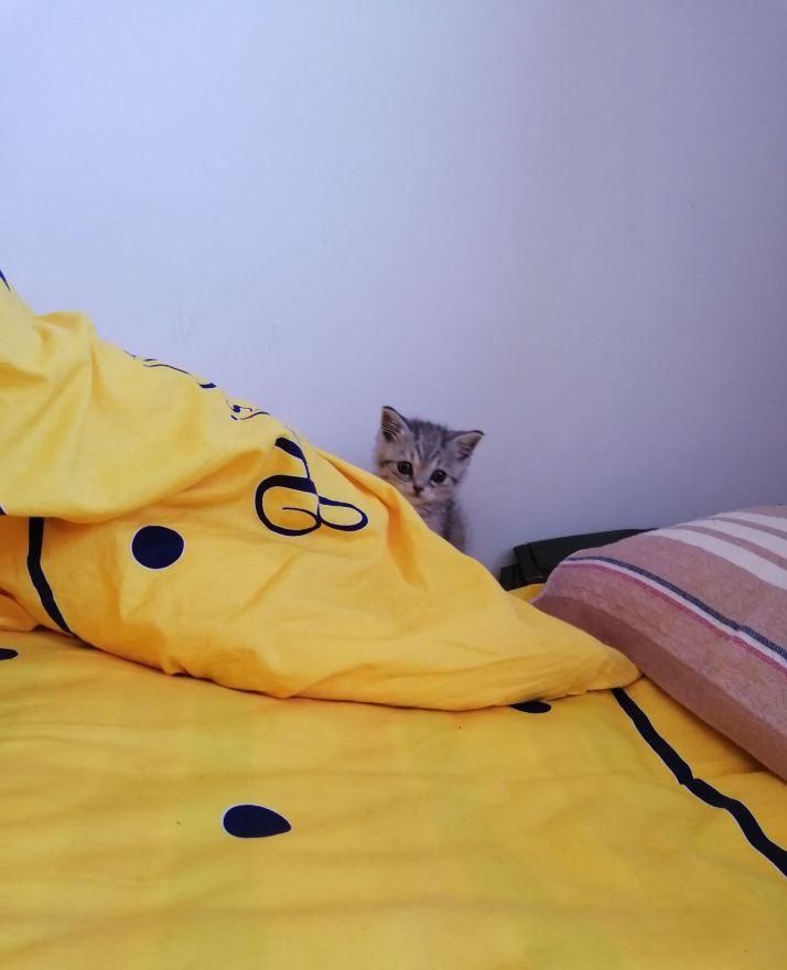 英短1200元靠谱吗,一千元的英短靠谱吗