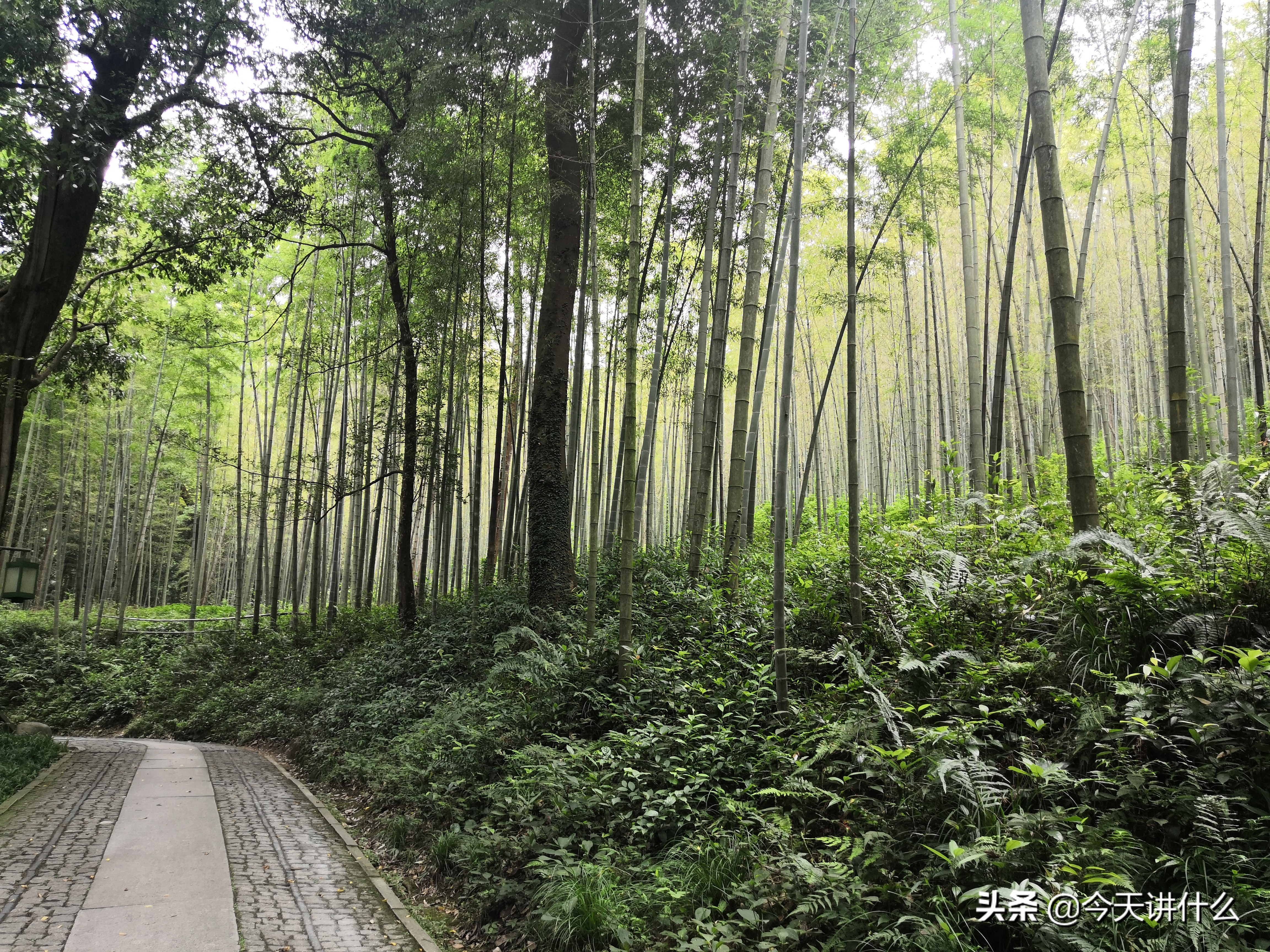 云栖竹径徒步路线图,龙坞茶村和云栖竹径