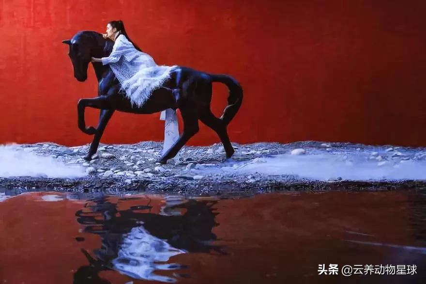 必备的马术知识,马术能不能速成