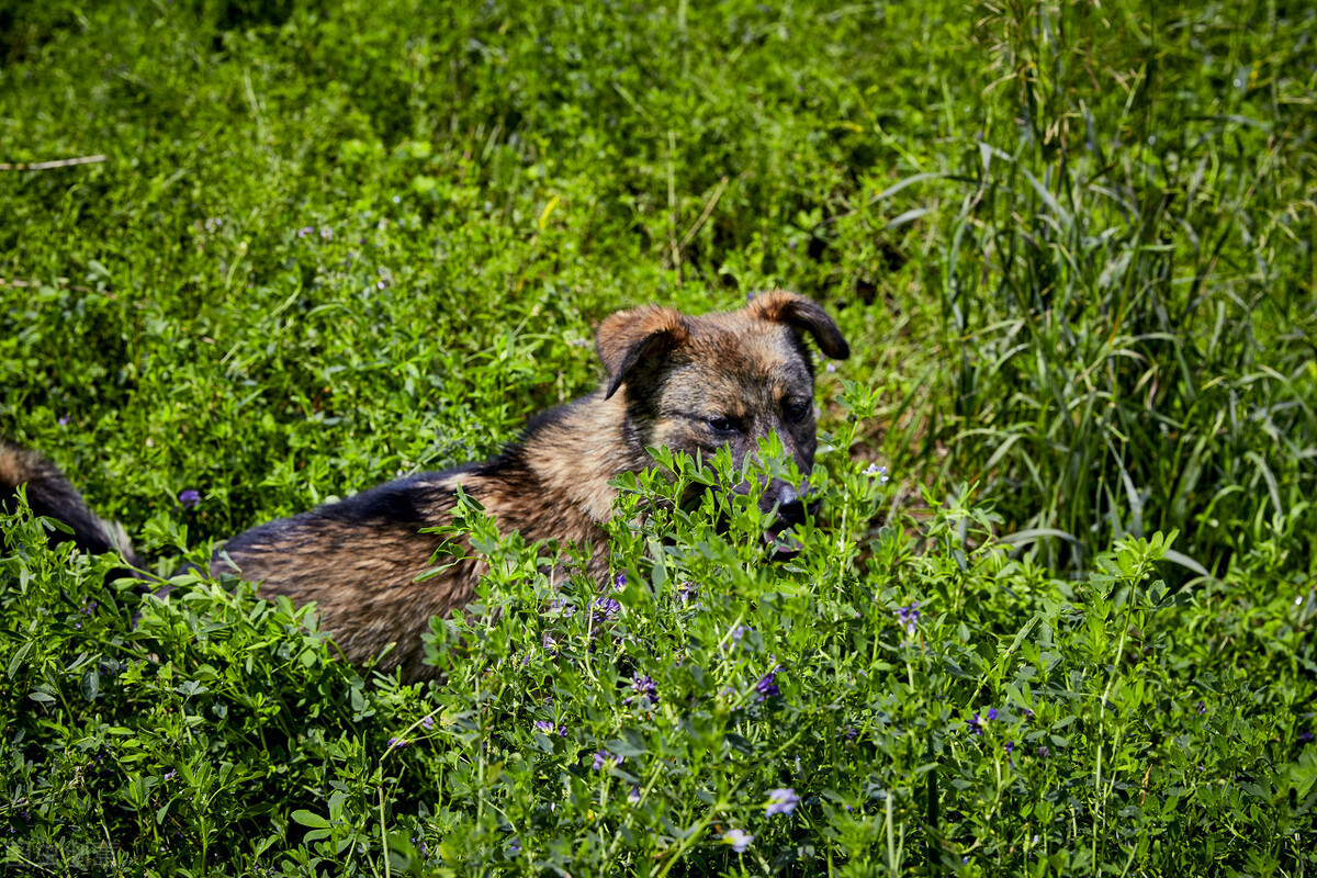 旧犬喜我归，它的目光中，是情感的惊喜？也是生命的凝望