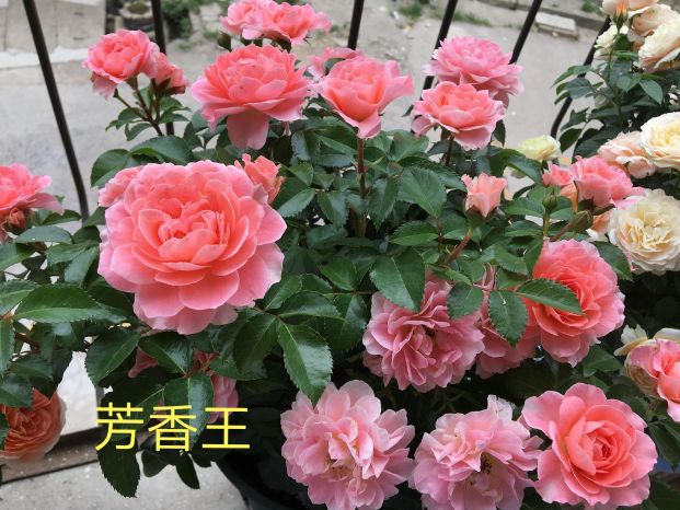 阳台系列月季品种大全,微型月季藤本月季