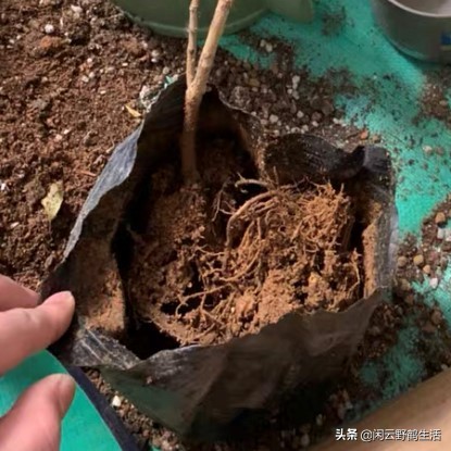 花店前期买哪些花,花店注意事项和建议