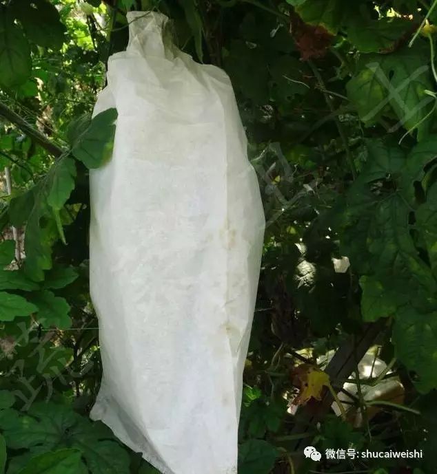 瓜实蝇防治视频,如何有效防治瓜实蝇