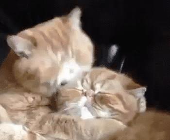 养猫不封窗的人,养猫不封窗猫为什么不会逃跑