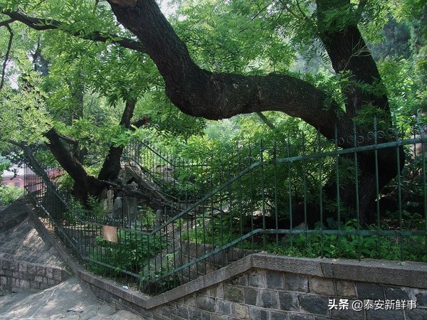 泰山斗姆宫尼姑,泰山斗母宫和斗姥宫