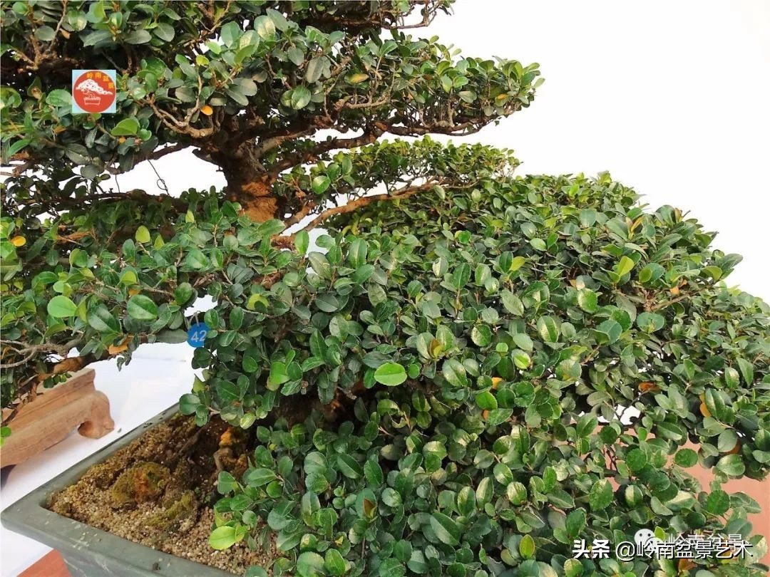 文人杂木盆景精品欣赏,可以做盆景的杂木图片大全