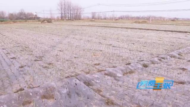 洋葱价格及出口情况,全国各地洋葱产地批发价格