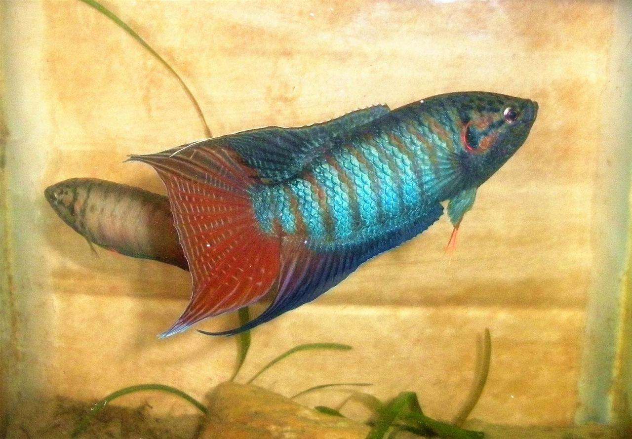 中国外国大型品种观赏鱼,中国观赏鱼都有什么