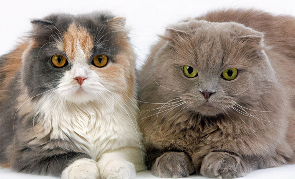 猫咪不让梳毛什么原因,猫咪不让配该怎么办