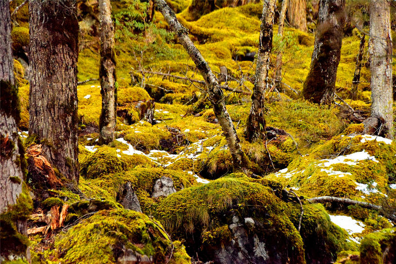 置身于童话中的九寨沟,畅游人间仙境黄龙九寨沟七日游
