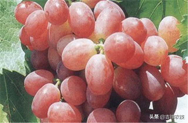 红提温室葡萄栽培技术视频,平架红提葡萄栽培技术