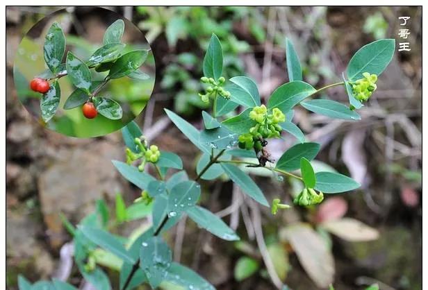 25种常见有毒的花草树木,警惕50种有毒植物