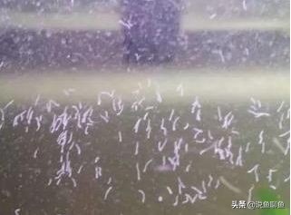 鱼缸里的蛋白虫浇花有危害吗,鱼缸蛋白虫怎样彻底清除