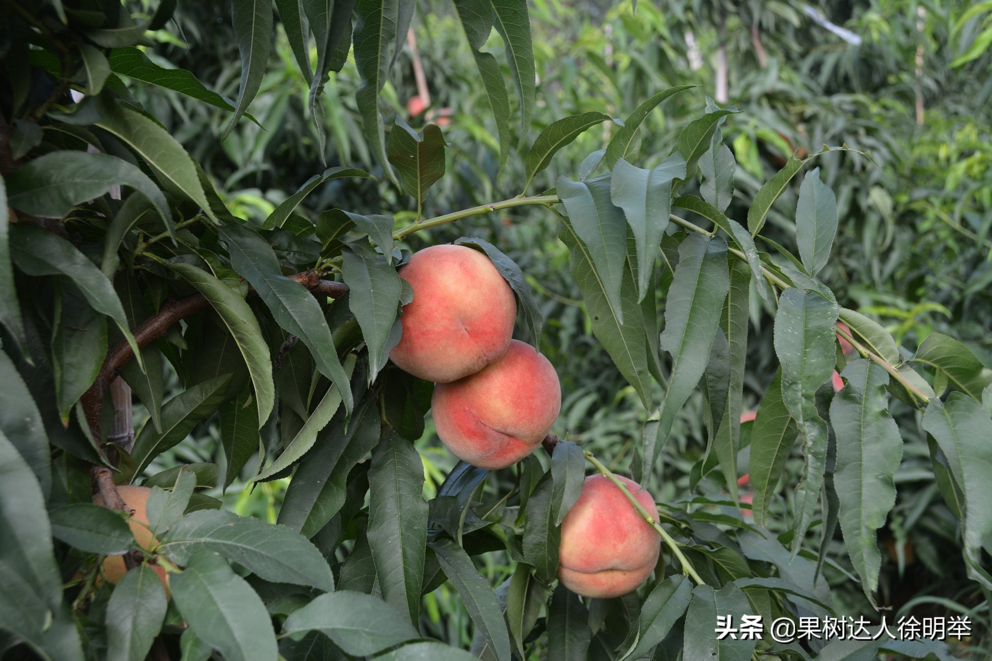 桃树修剪不长高,从没修剪过的老桃树复壮修剪