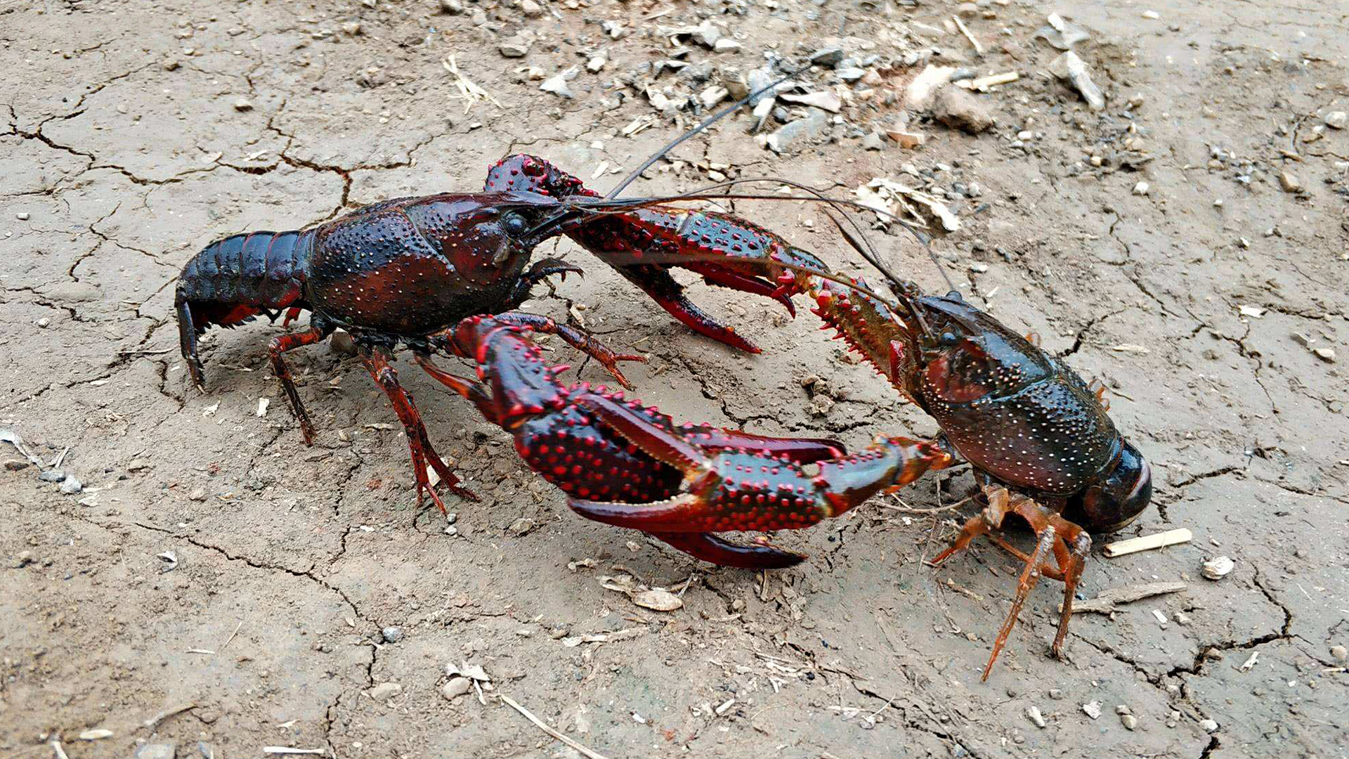 蜗牛智商高的动物,盘点动物世界最慢的动物蜗牛