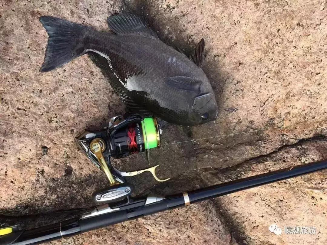 海捕常见海鱼,东海海鱼图片和名称大全