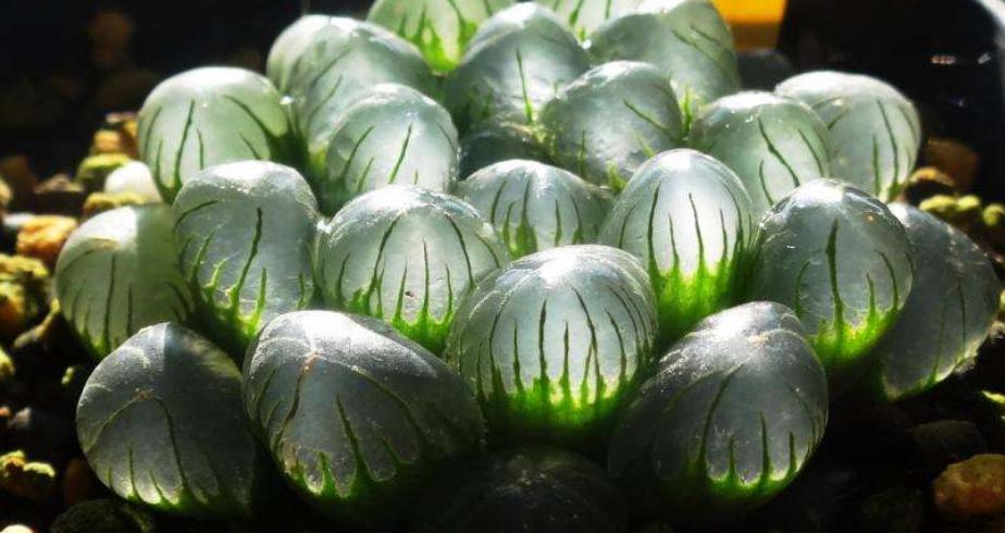 玉露缺水干瘪发红浇水能恢复吗,楼兰玉露和其他多肉夏季浇水方式