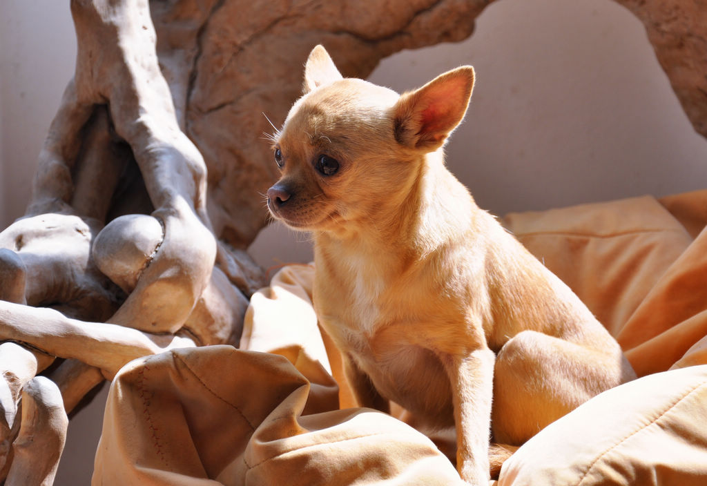 常见的20种狗狗,带大家认识不一样的狗狗