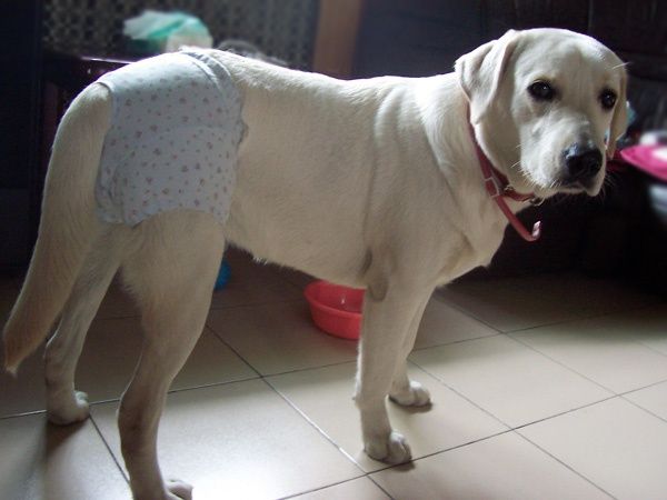 辟谣狗狗每年不需要打预防针,辟谣狗狗突然大量喝水