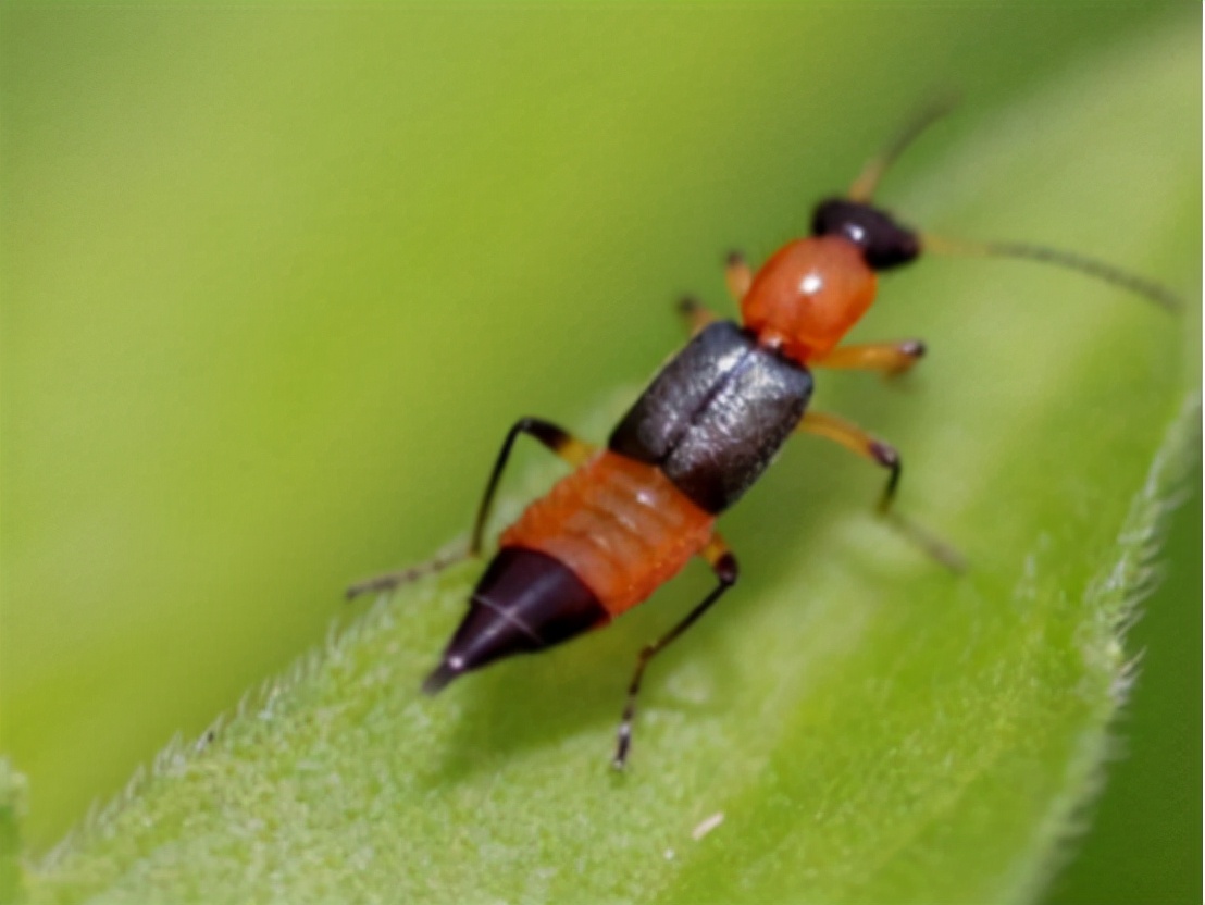 被隐翅虫毒液沾到涂什么药膏,被隐翅虫咬伤特效药