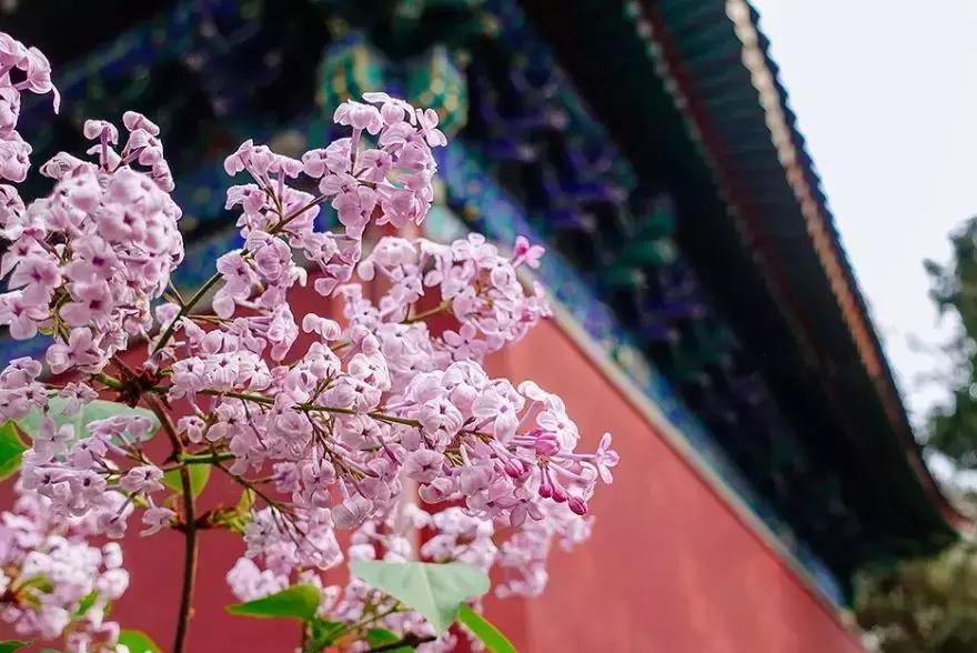 最适合赏花的花,视觉盛宴五种赏花名花供您选择