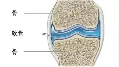 直立行走对人类有什么好处,直立行走对人类有影响吗