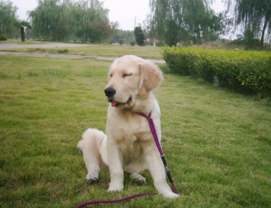 为什么狗狗局部不长毛了,狗狗迅速消瘦怎样补营养