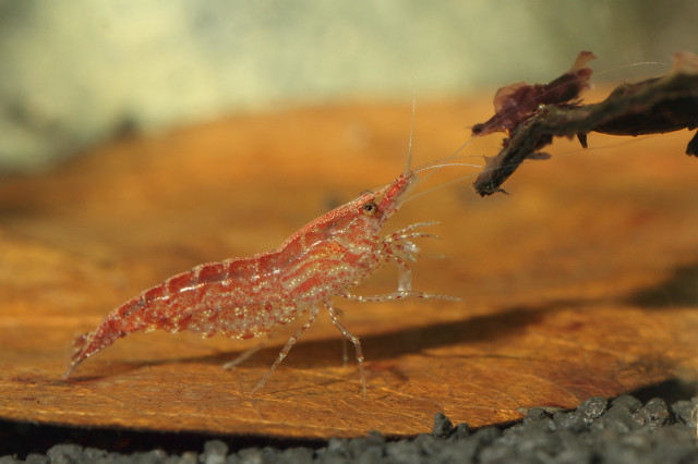 怎样做小白虾炒韭菜,小白虾炒韭菜做法