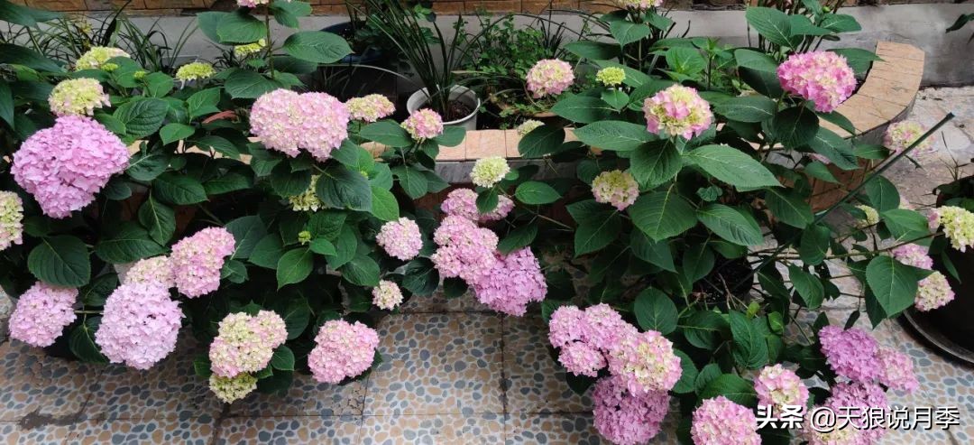 圆滚滚的绣球，瀑布般的花墙，这届花友也太会种花了吧