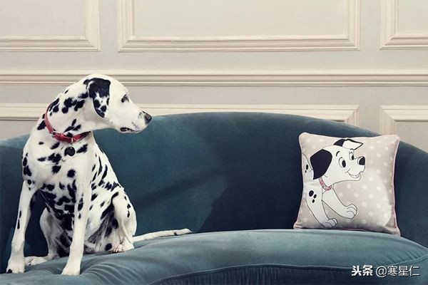 十部不能错过的汪星人主题电影,和汪星人有关的四部外国电影