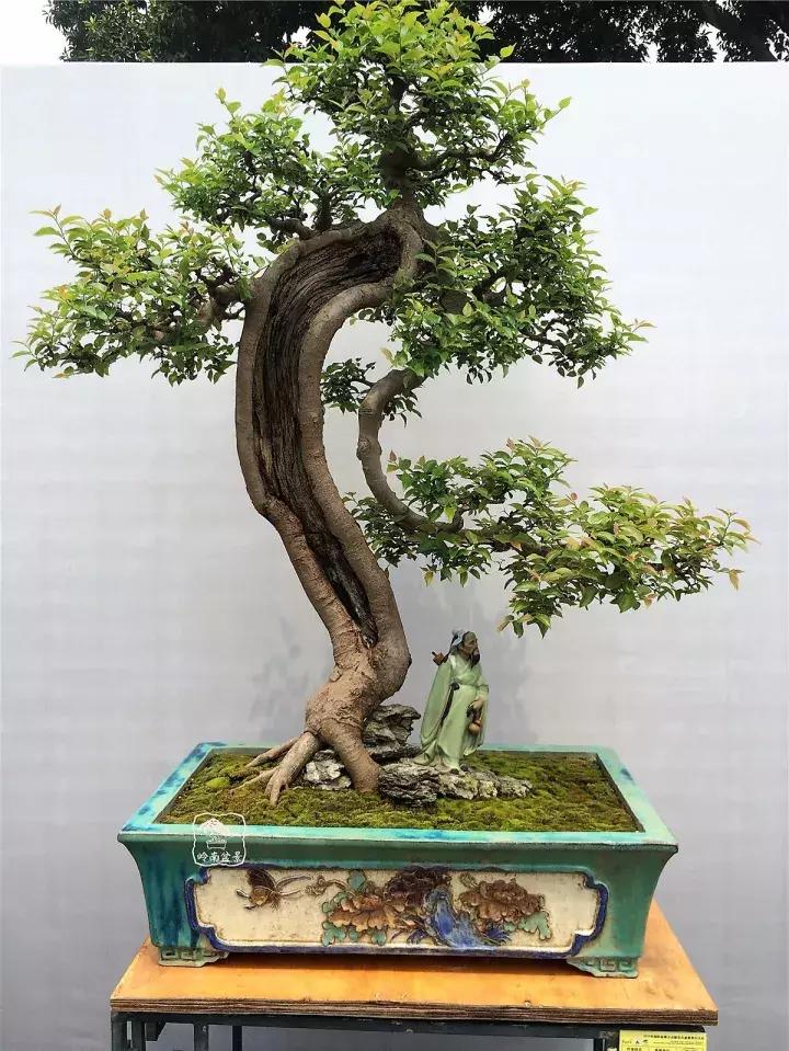 造型极美的盆景一起来欣赏,一组风吹出来的盆景欣赏动感十足