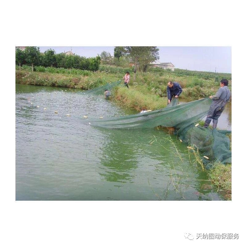 拉网出鱼高峰，鱼却出现掉鳞、不耐运输的现象，该如何做？