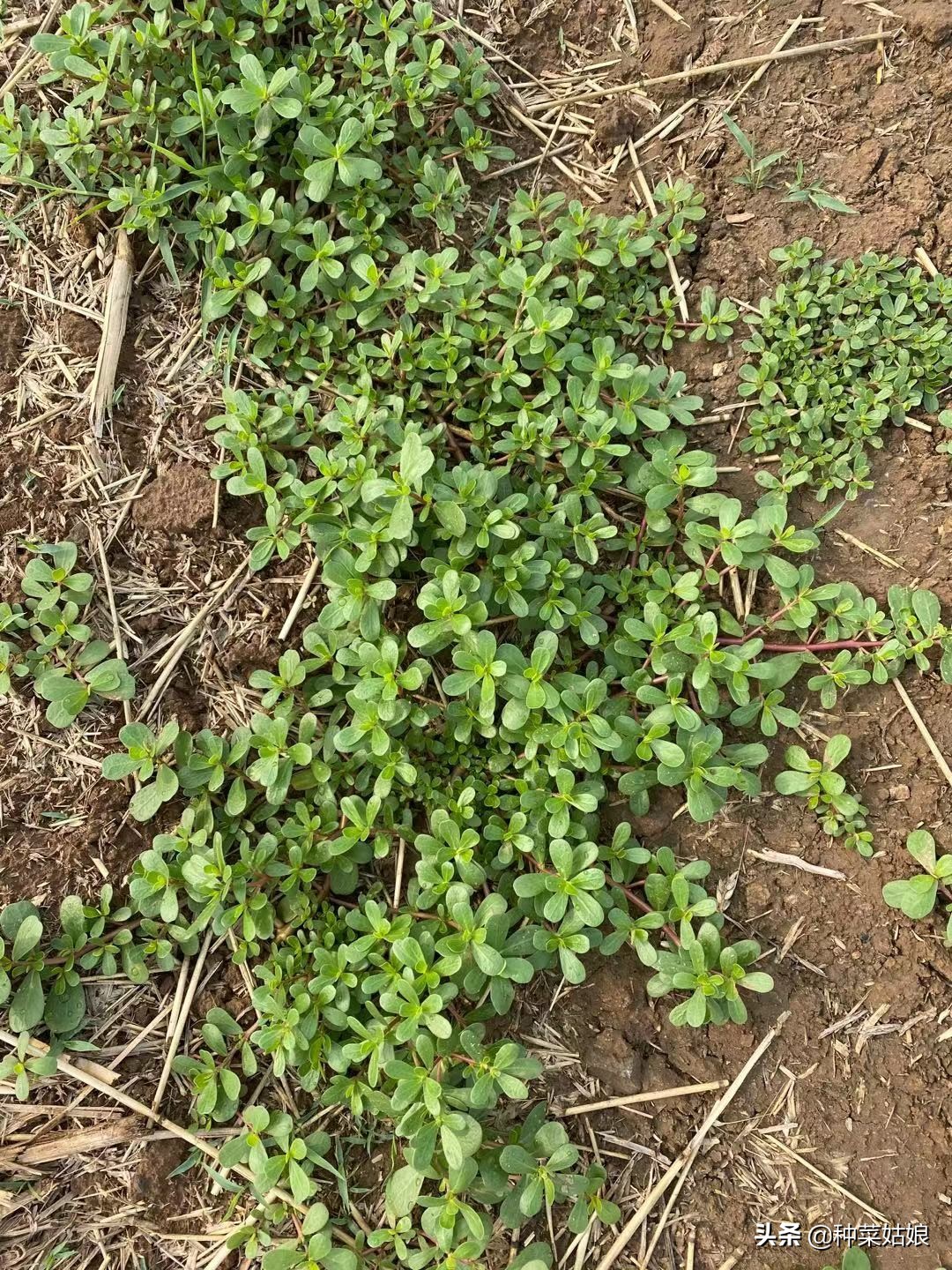 露天种菜怎么防止土壤板结,阳台种菜怎样防止土质板结