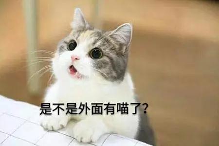 闻臭鞋、舔臭脚,猫主子是什么毛病