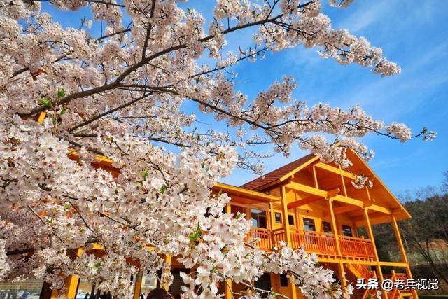 浪漫樱花校园,浪漫樱花视频