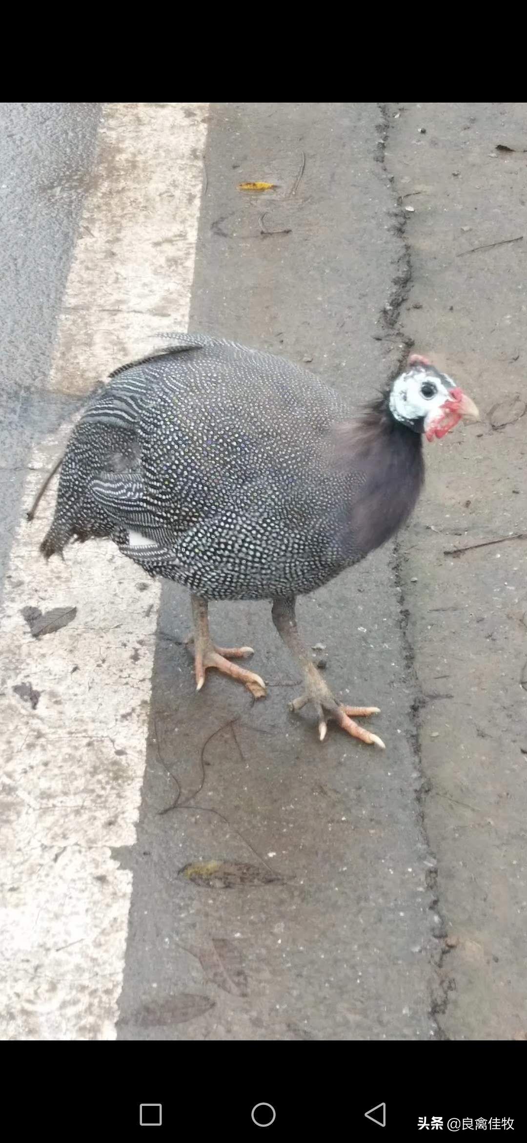 鸡支原体感染可以自愈吗,鸡支原体和鼻炎混合感染怎么治