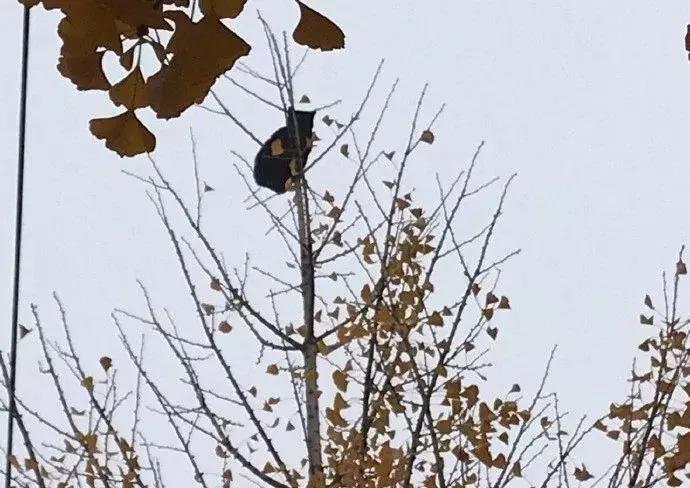 流浪猫被困25米树梢八天七夜,猫咪奄奄一息24小时突然活下来了