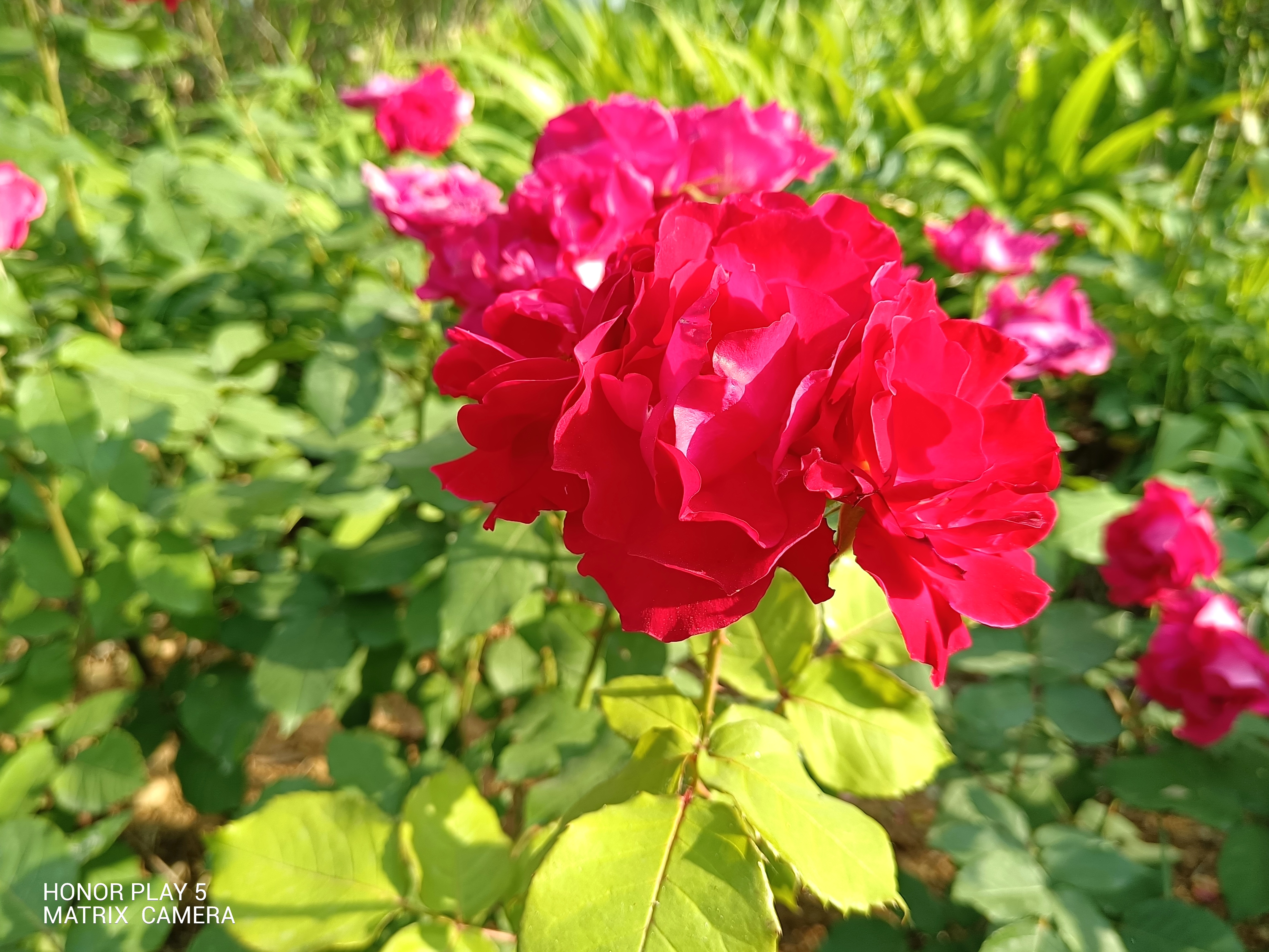 荣耀play566w快充测试,荣耀play6tpro对比荣耀play5tpro