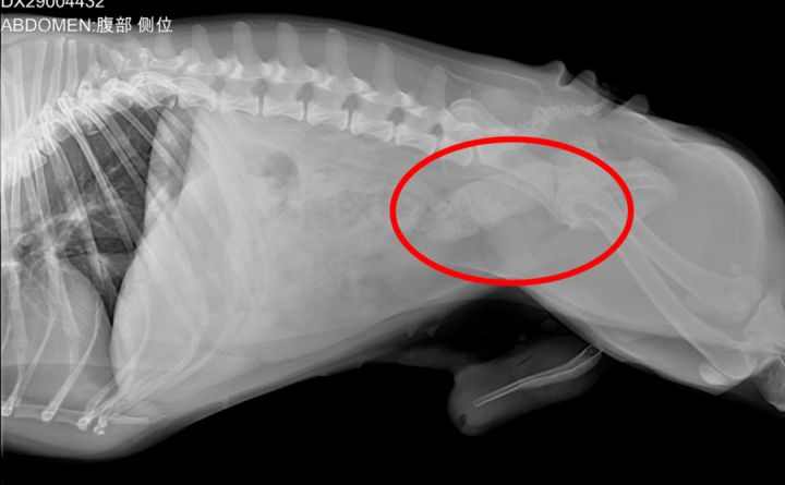 狗狗吃骨头便秘怎么办,狗狗便秘是吃太少了吗