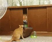 猫咪能明白人在哭吗,猫咪长大了一点为什么还总是叫