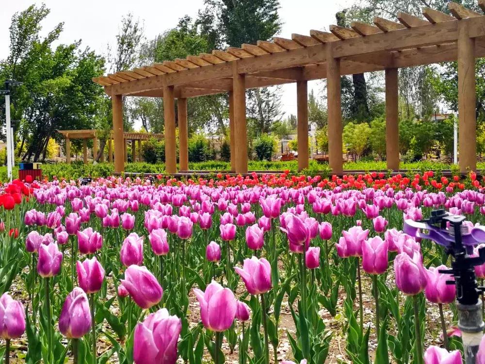 新疆哈密是怎样的一个城市,哈密是一个怎么样的城市