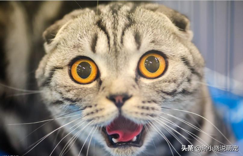 辟谣猫咪并非黑夜都能看得清,猫咪辟谣