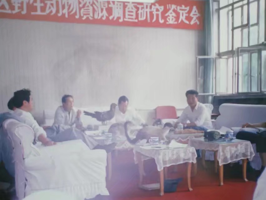 伊春林区往事,伊春林区往事1982年