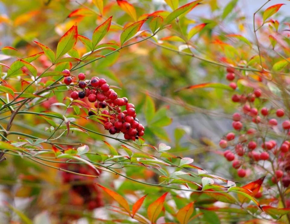 野外常见有毒植物科普,野外哪些植物有毒
