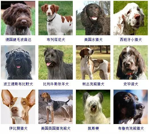 狗狗的所有类型品种大全介绍,狗狗什么品种又听话又好养