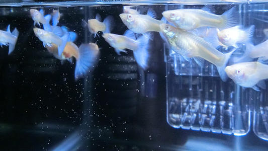 关于孔雀鱼的饲养知识大全,孔雀鱼如何养才能减少死亡率