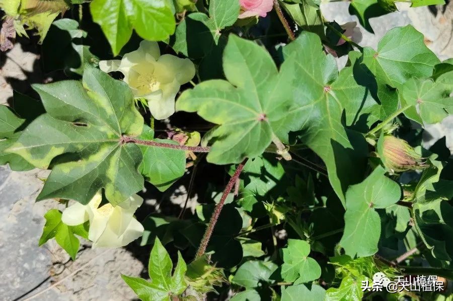 棉田主要病虫草害的识别,棉田出苗率低的原因分析与防治