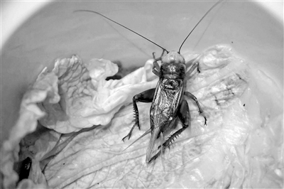 冬季鸣虫叫,过冬鸣虫有哪些