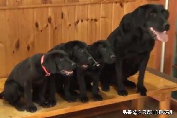 烧烤店迎客递菜单打扫好辛苦？黑拉拉：让专业的来！