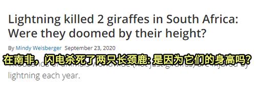 550只羊被雷劈死,500头羊被闪电劈死